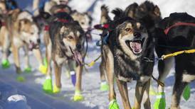 What do you want to know about the Iditarod?