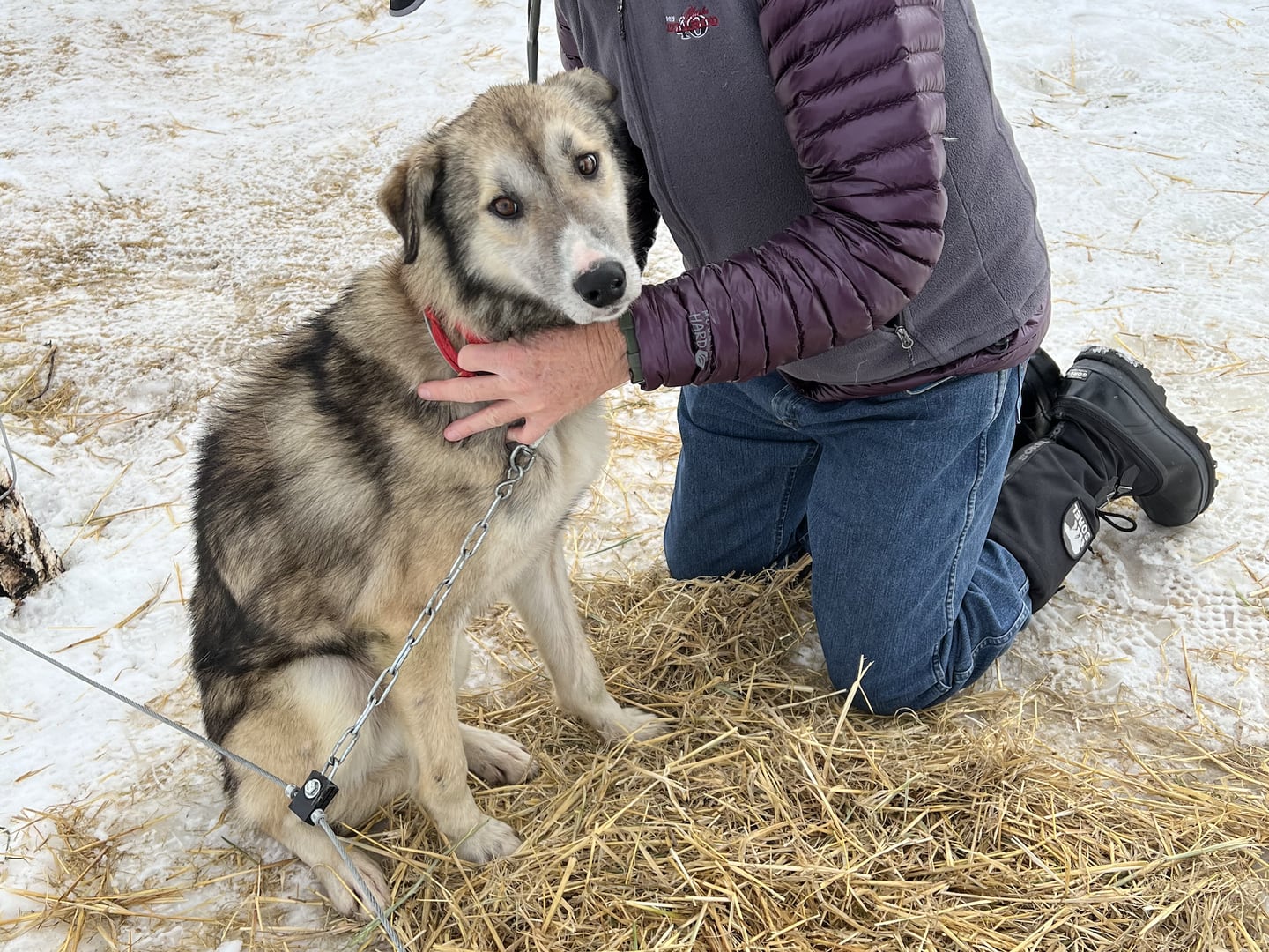 Iditarod Trail Sled Dog Race Jimbo returned dog missing found lost