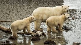 US push for a ban on polar bear trade outrages some Canadians