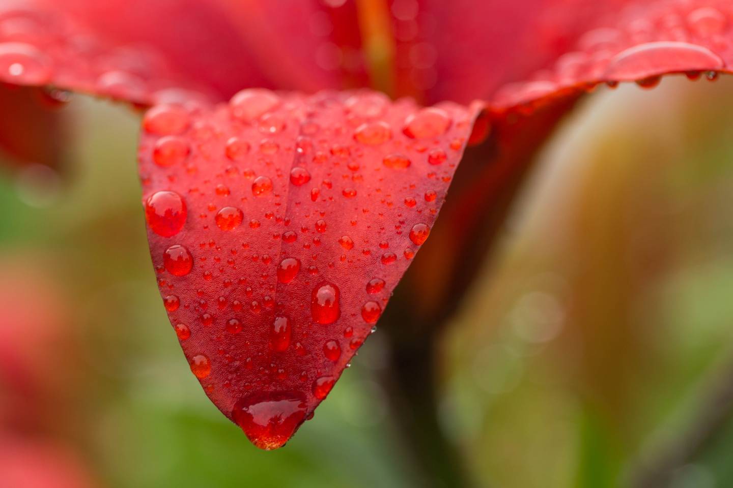 flower, flowers, lilies, lily, rain, raindrop, raindrops, rainin