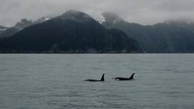 10 killer whales caught this year by trawl vessels off Alaska, according to  federal fisheries agency