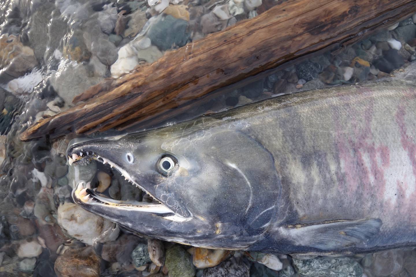 A dead chum salmon in the Delta River