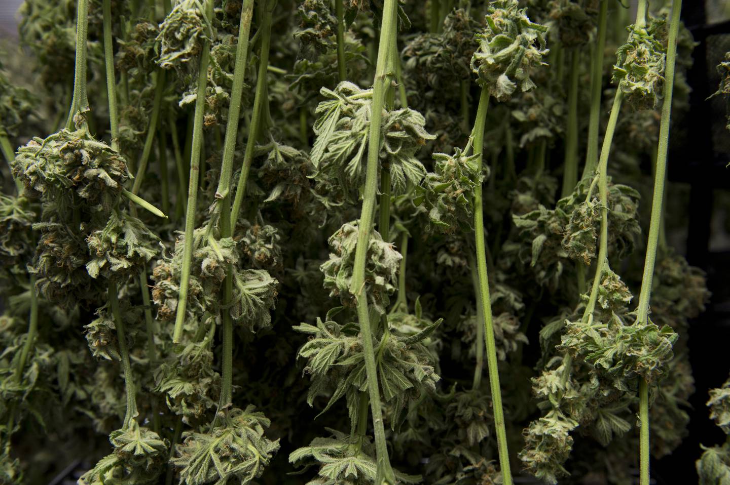 Great Northern Cannabis, marijuana, harvest, pot, weed