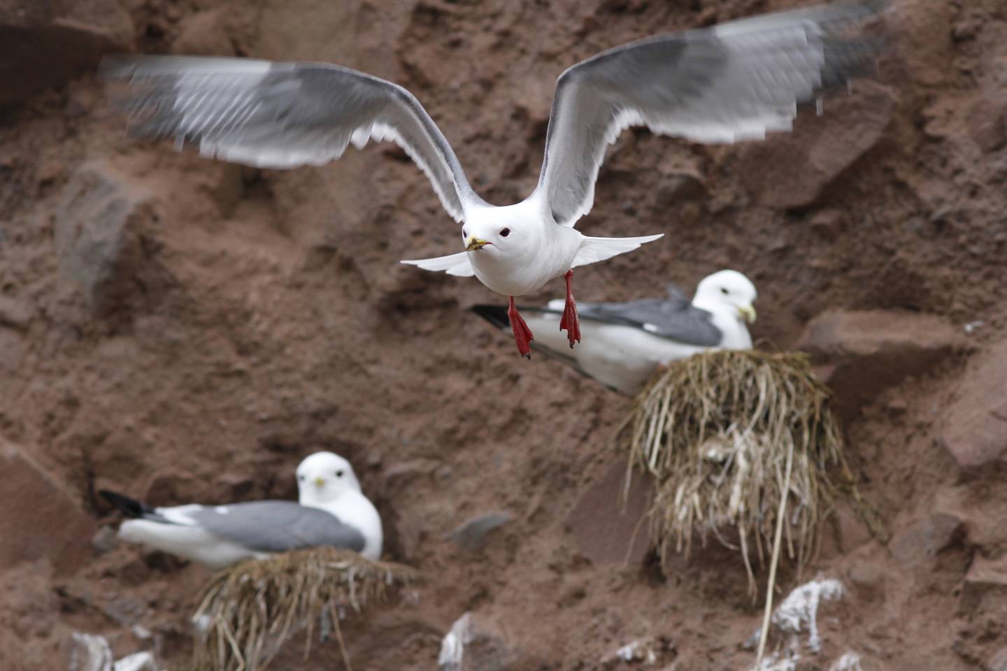 A red-footed kittiwake flies off a cliff on Buldir Island in the Aleutians