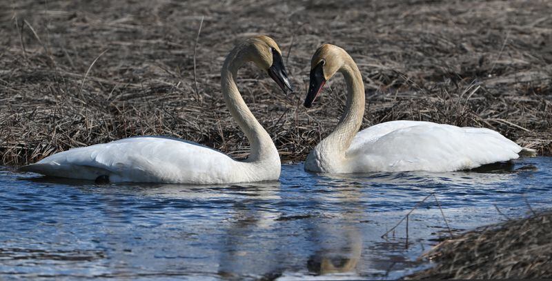A pair of Trumpeter swans interact while feeding at Potter Marsh in the Anchorage Coastal Wildlife Refuge on Sunday, April 14, 2024.  (Bill Roth / ADN)