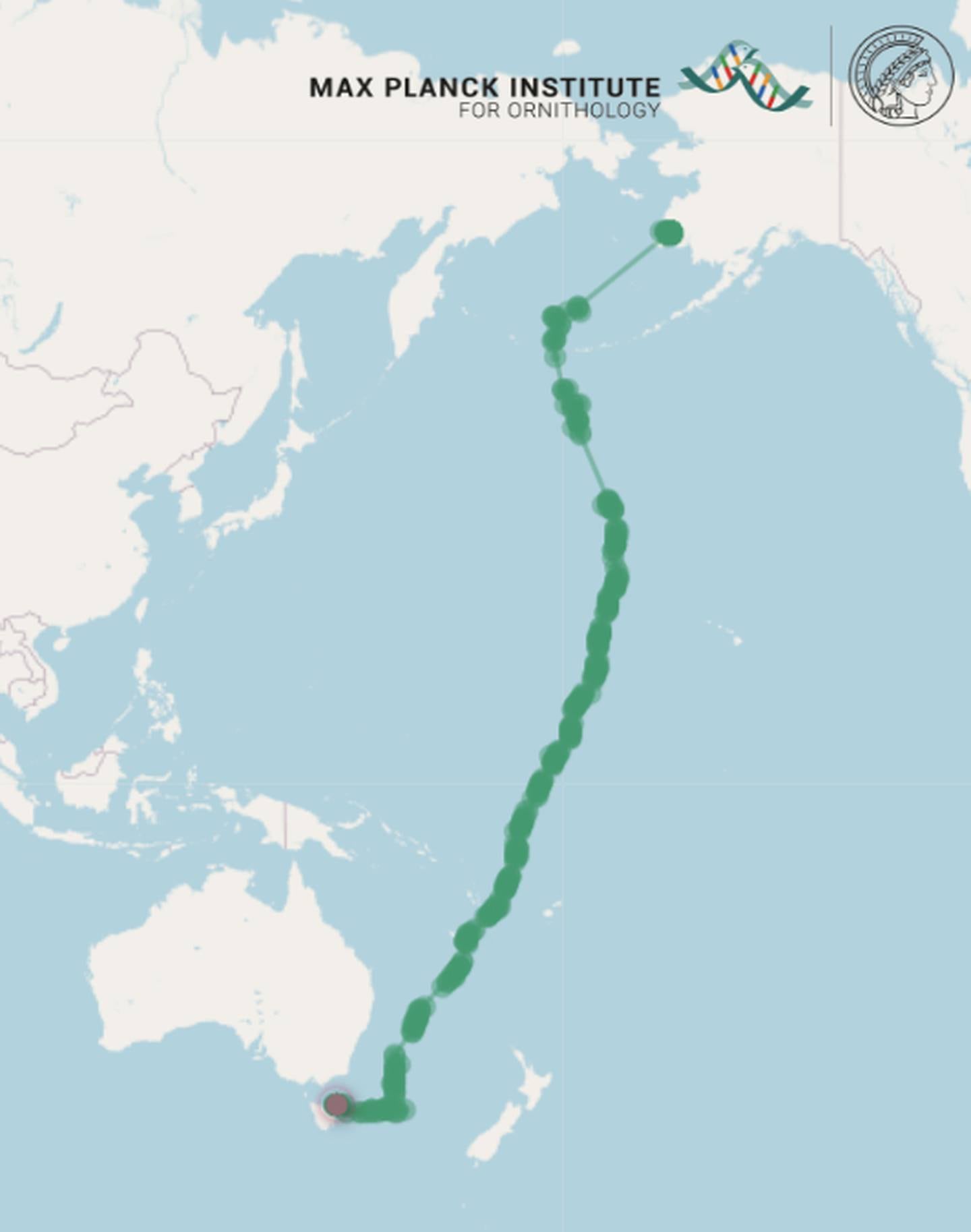 godwit, bar-tailed godwit, B6, migration, map