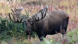 When a friend asks to go moose hunting, an ‘avid hunter’ wonders how much ignorance to share  