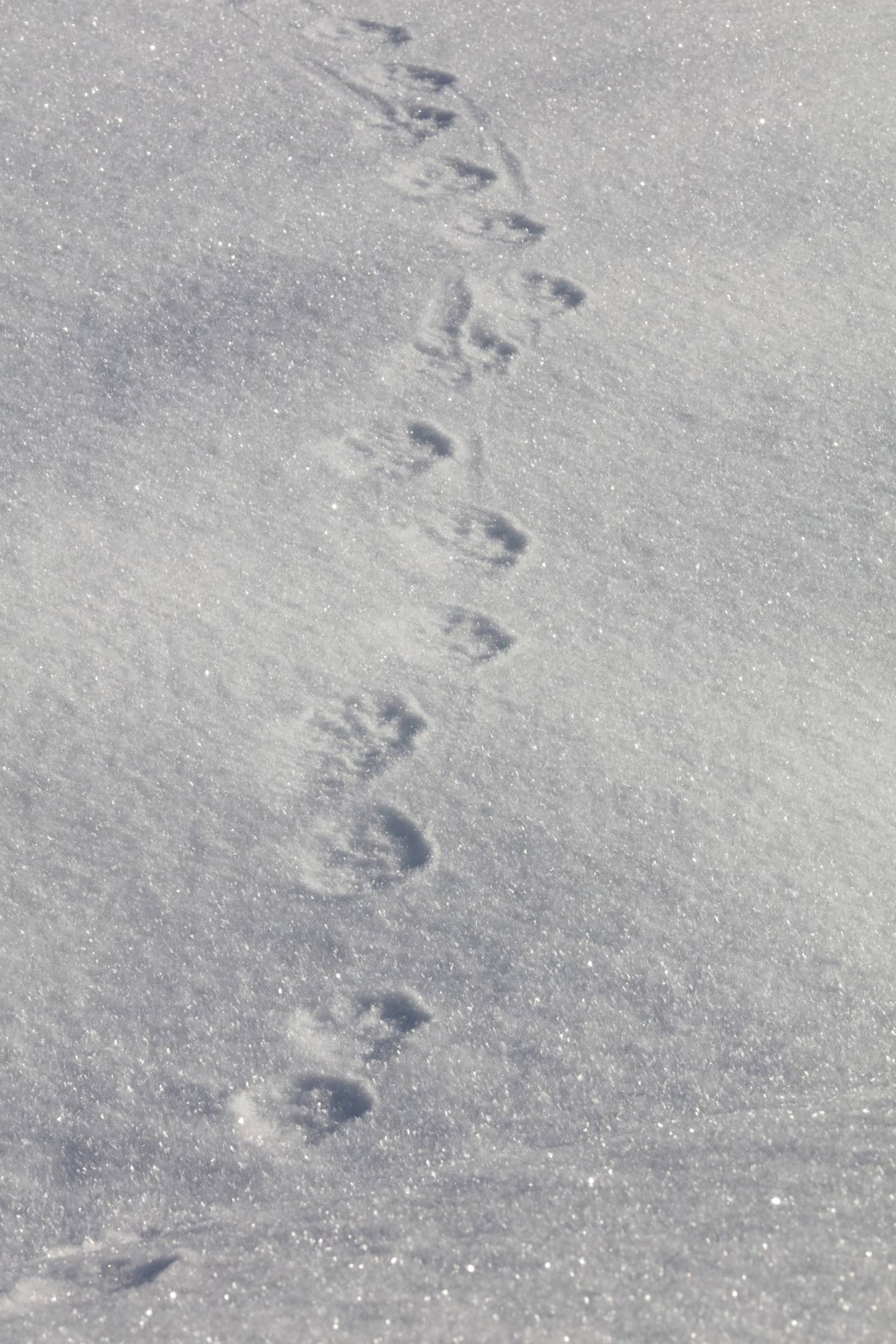 Steve Meyer wolverine tracks snow