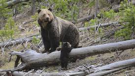 Biden administration considers lifting protections for Yellowstone and Glacier national park grizzlies