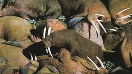 State should find a way to keep the walrus watch at Round Island