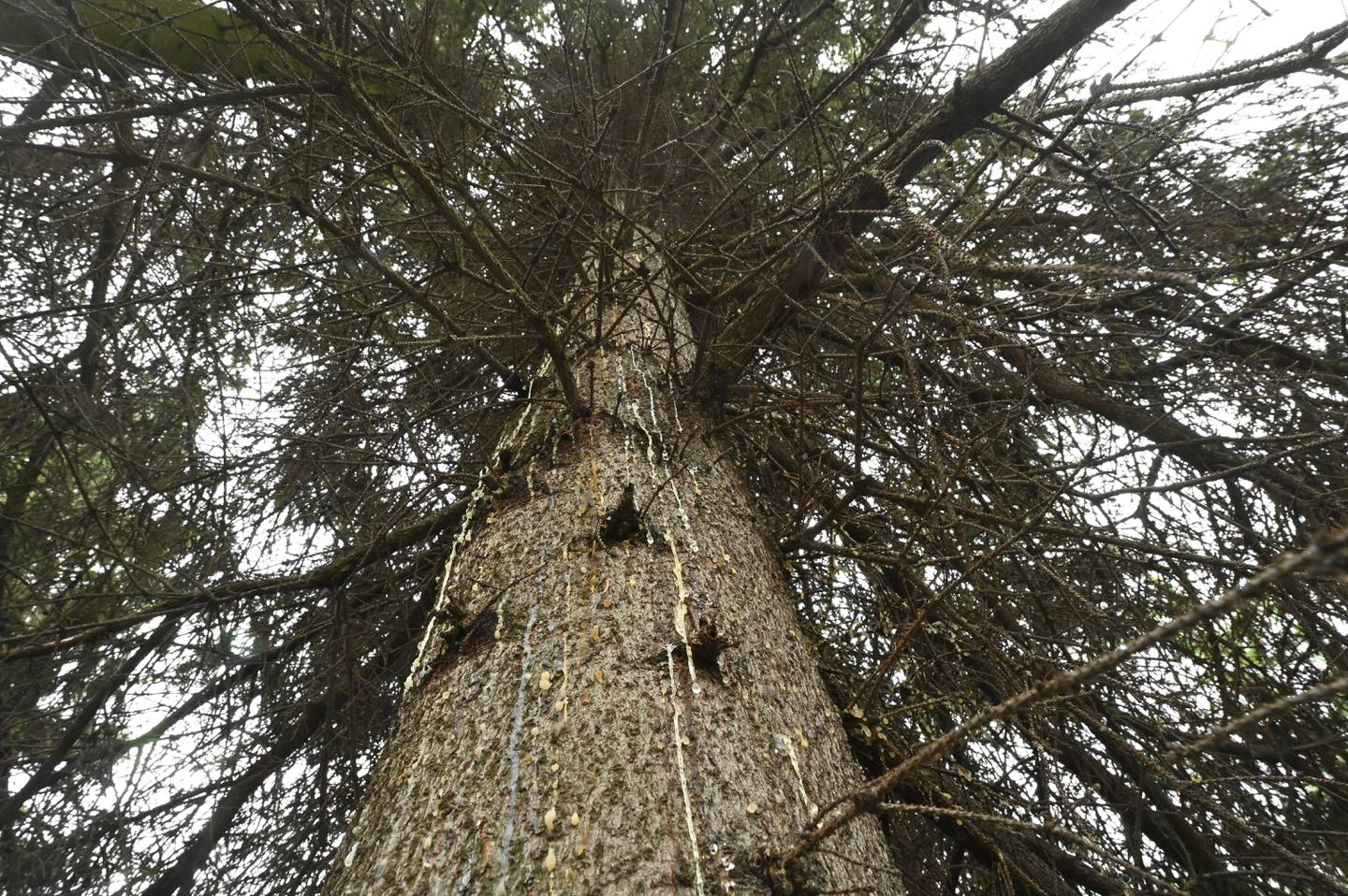 Spruce Bark Beetle killed trees