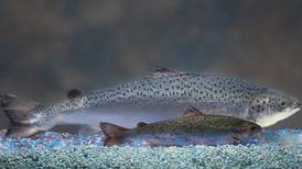 National grocery chains pledge  not to sell genetically modified salmon