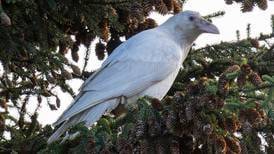 Rare white raven grabs attention in Anchorage