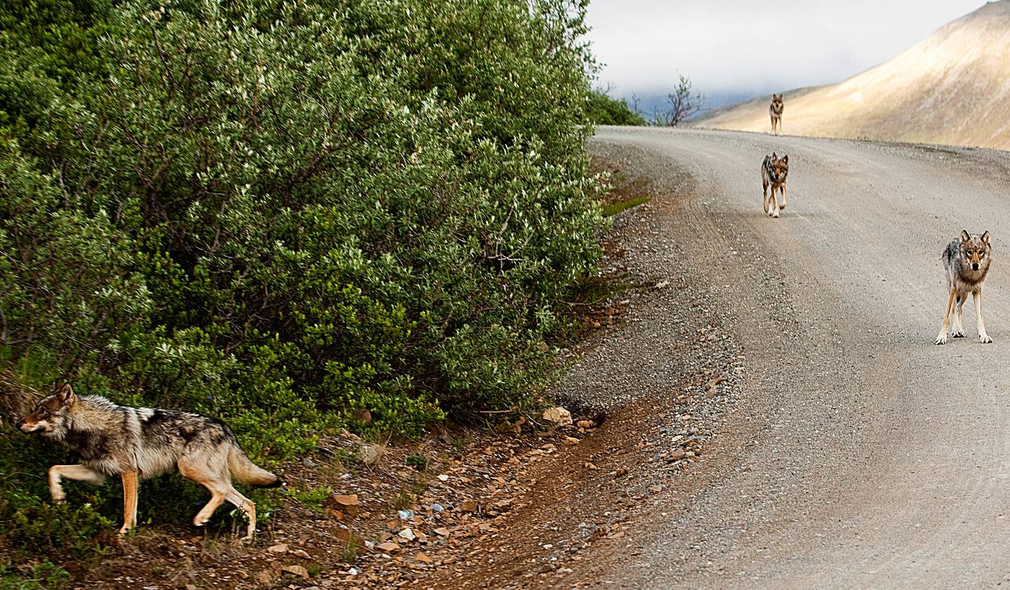 denali, Denali National Park, wolf, wolves