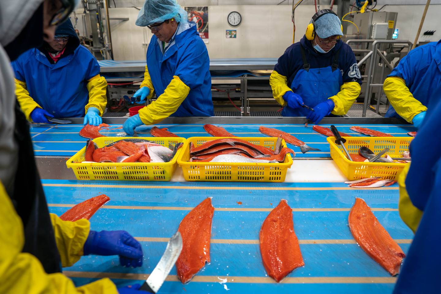 Bristol Bay, Naknek, Trident, Trident Seafoods, cannery, fish processing, salmon