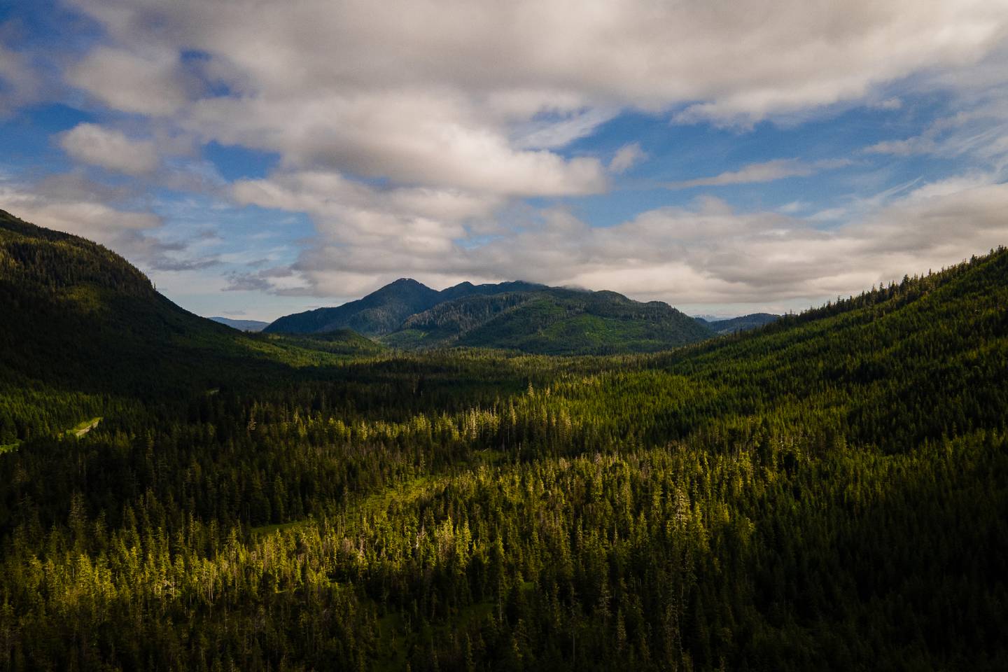 alaska-forest