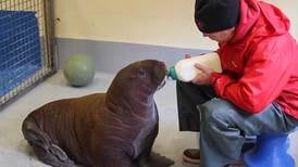 Arctic walruses rescued from certain death enjoy turn in East Coast limelight (PHOTOS)