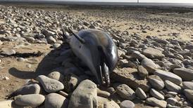 Action demanded on commercial fishing practices after 1,100 dead dolphins wash up in France 