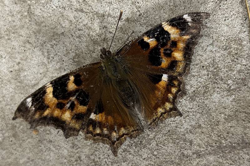 What’s behind butterflies’ midwinter appearance indoors in Alaska? 