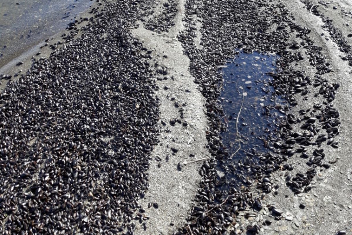 Dead mussels near Teller June 19, 2019. . (Photo by Lucy Oquilluk)