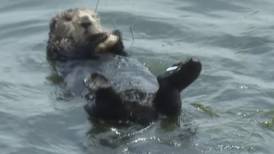How an ‘ungovernable’ otter became an internet sensation