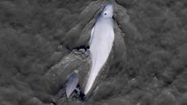 Study says recovery of Cook Inlet belugas is seen as economically valuable