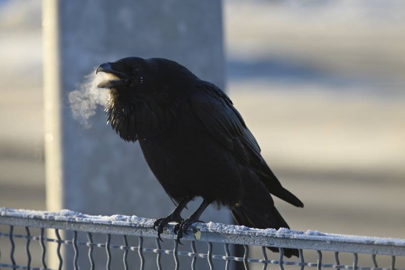 For Alaska’s winter birds, coping with the cold is a matter of survival. How do they do it?