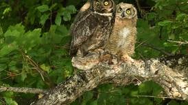 OPINION: Owls in the family