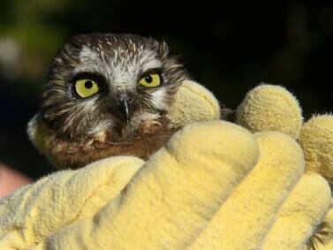 An orphaned owl returns to the Anchorage wilds