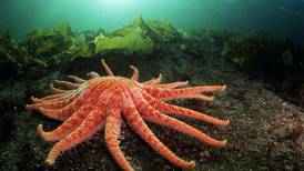 Colorful sea star stricken by disease vanishes from most of the West Coast