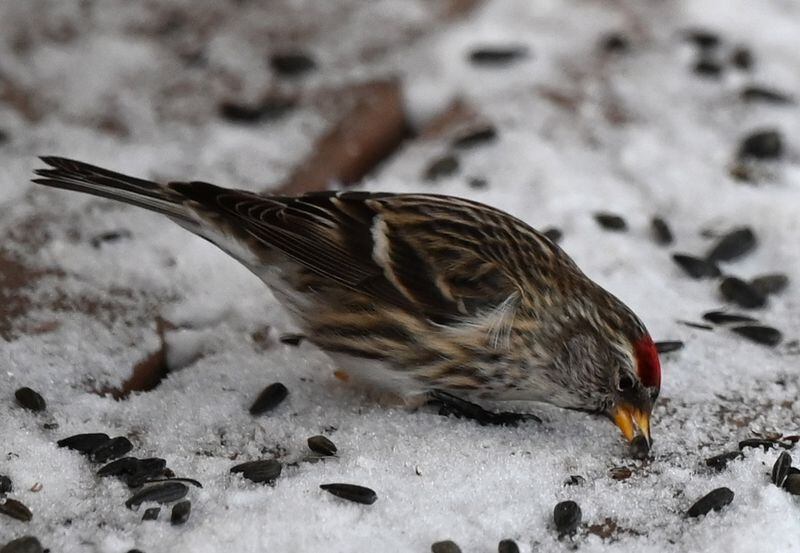A common redpoll eats sunflower seeds in East Anchorage Jan. 14, 2024. (Anne Raup / ADN)