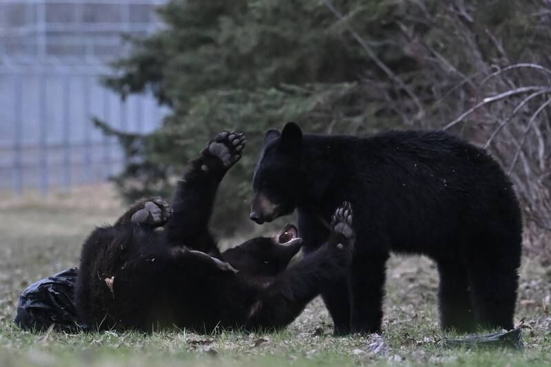 Photos: Spring is a busy time for Southcentral Alaska’s wildlife
