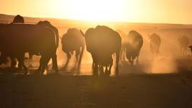 Restoration of bison herds spreads in US as tribes reclaim stewardship