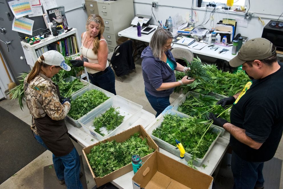 Employees at Greatland Ganja in Kasilof process marijuana plants, separating stems, leaves and flowers during the first harvest on Sept. 21, 2016. (Marc Lester / Alaska Dispatch News)
