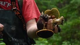 Forest harvest means boletes and hedgehogs for Anchorage mushroom hunters