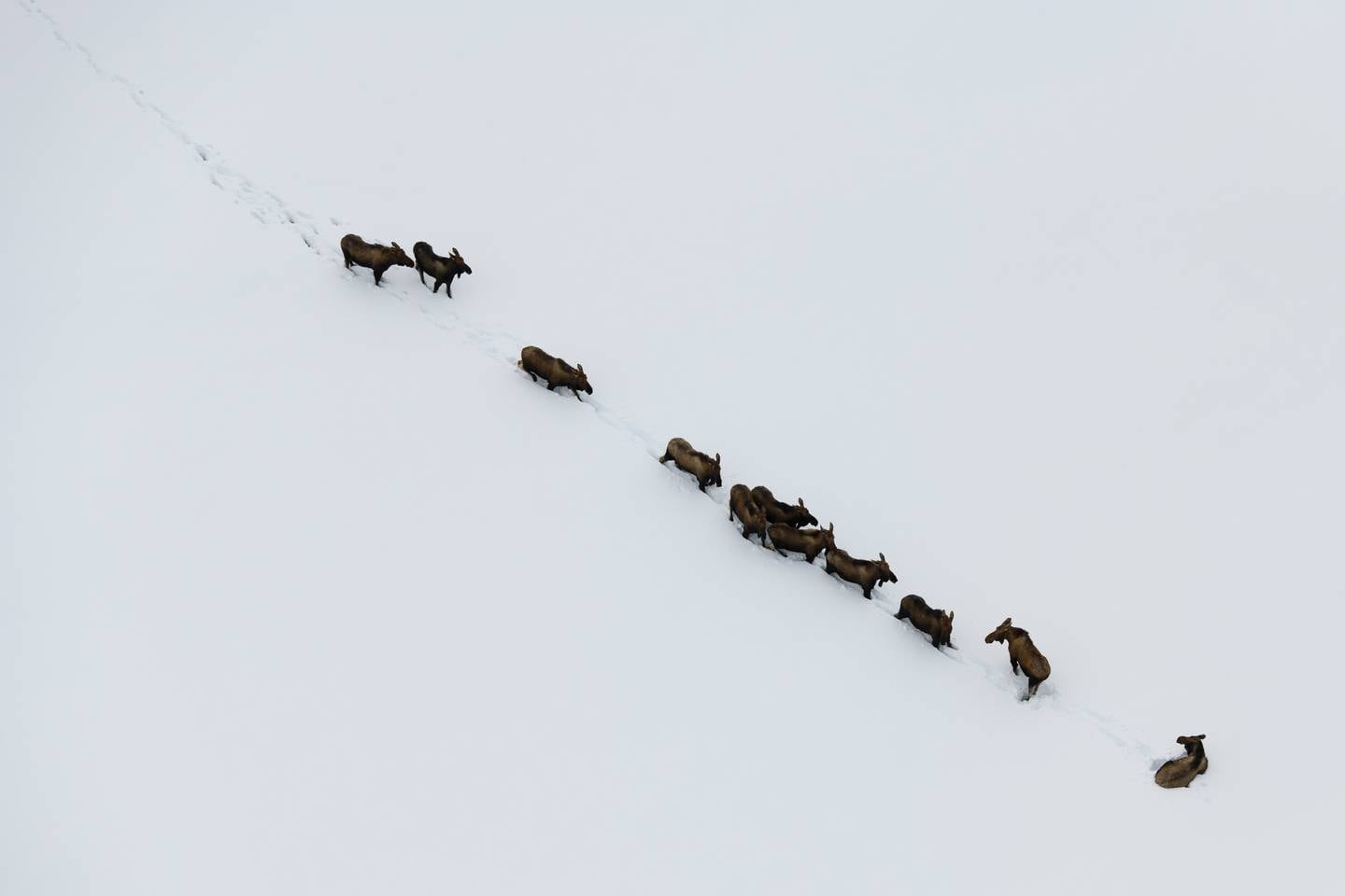 Iditarod 2019, Iditarod Trail Sled Dog Race, Eagle Island