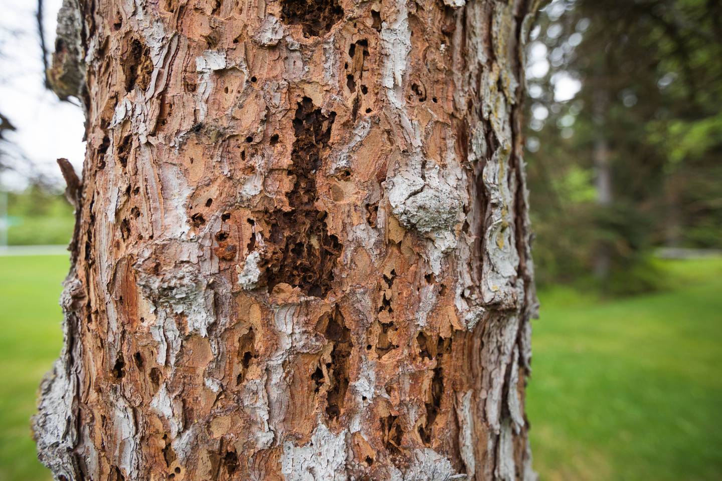 spruce, spruce bark beetle, spruce bark beetles, spruce beetle, spruce beetles, spruce tree, spruce trees