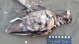 Hundreds of dead birds found on Bering Sea shores