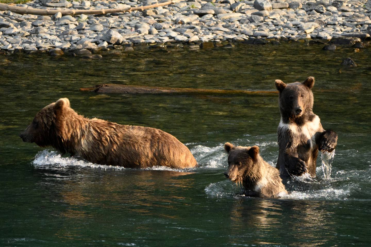 bear, brown bear, grizzly bear, kenai river, fishing