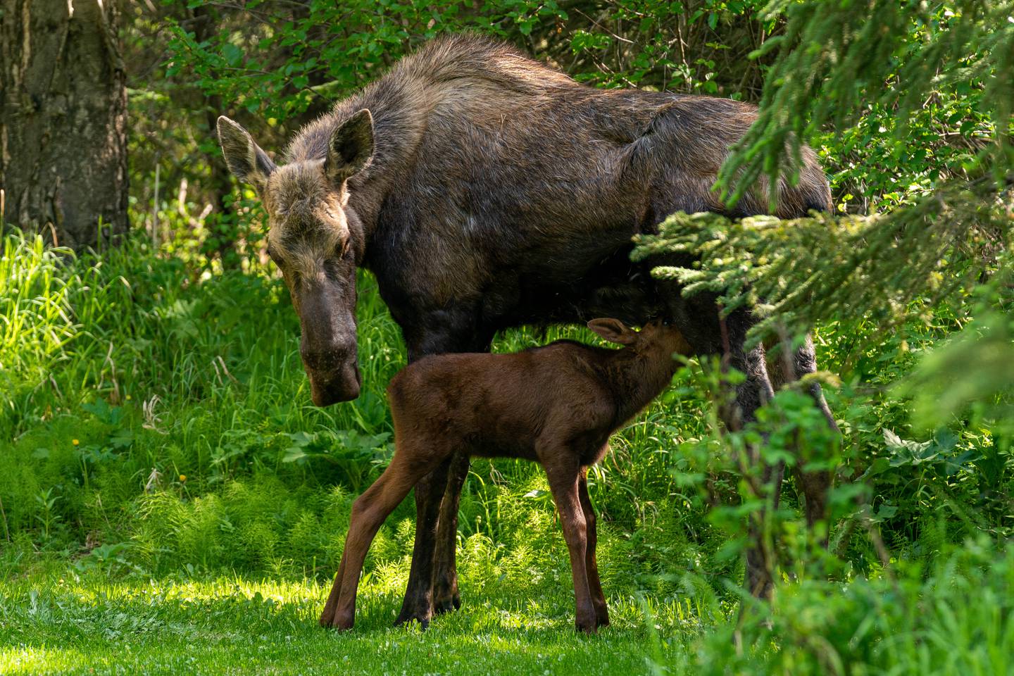 baby moose, moose