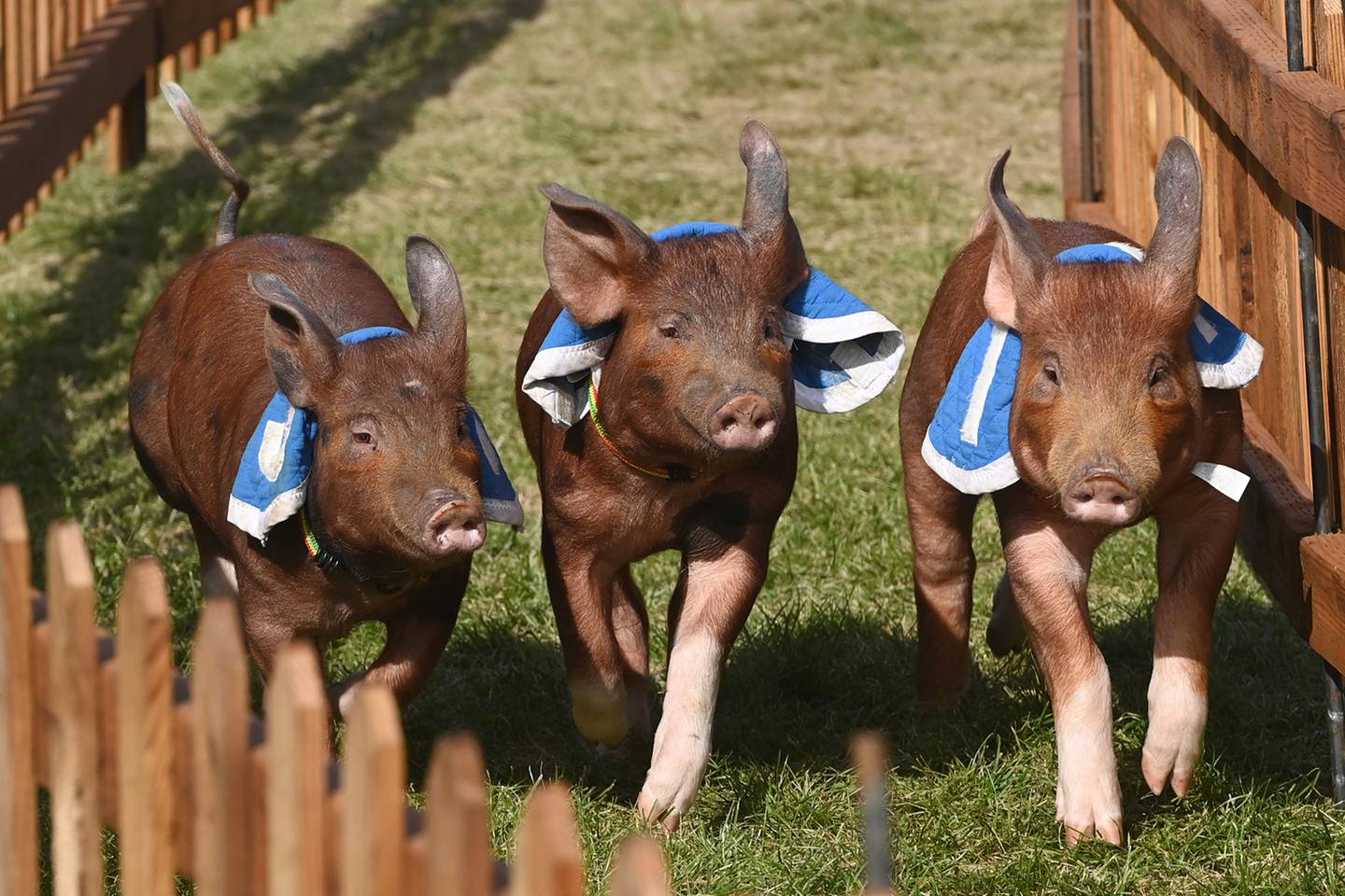  Kenai Peninsula Racing Pigs at State Fair