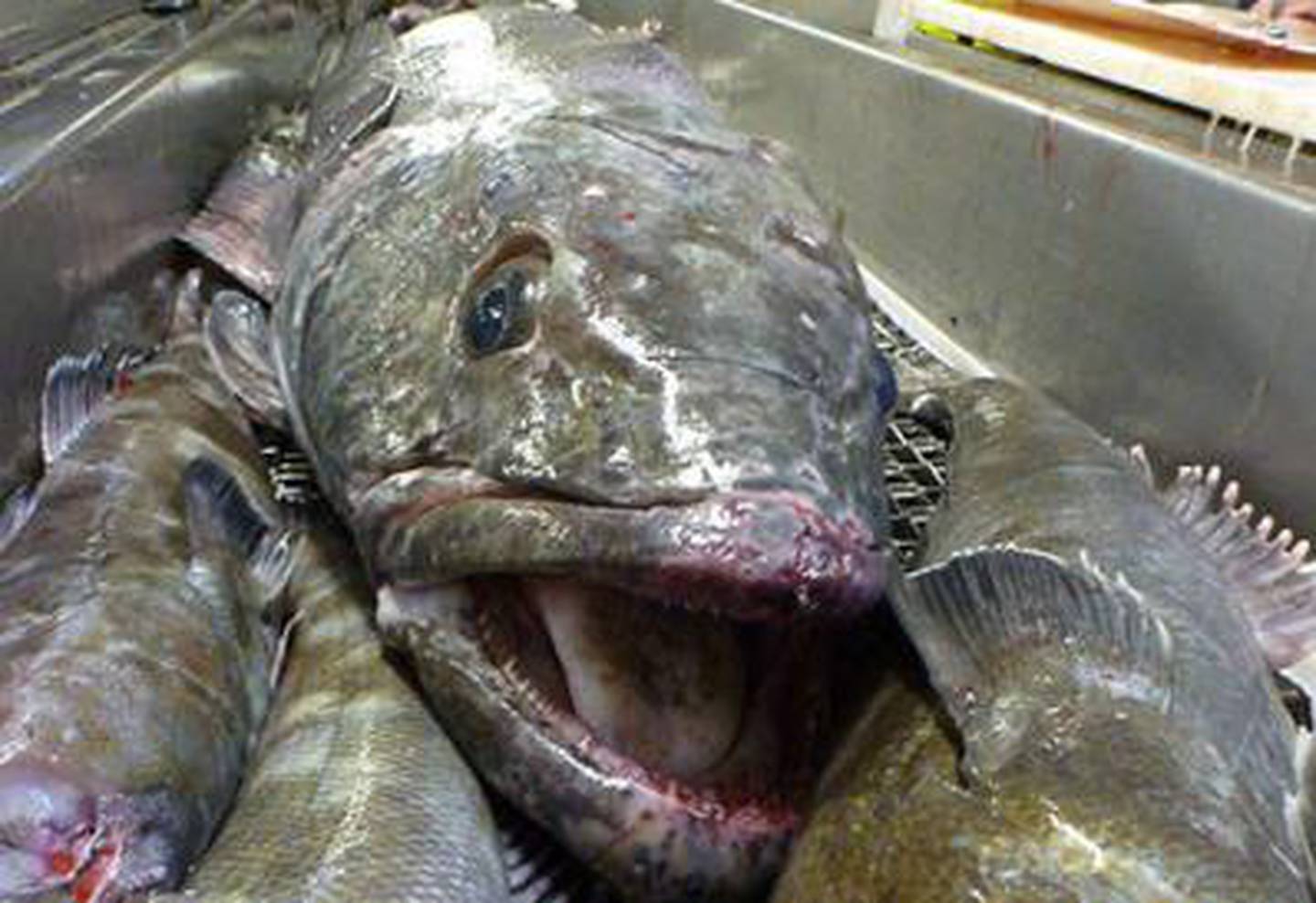 Patagonian toothfish, Chilean sea bass