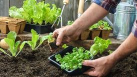 Want rapid results from your garden? Focus on planting these quick crops for prompt produce