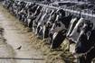 FDA says new bird flu test results show milk supply is safe