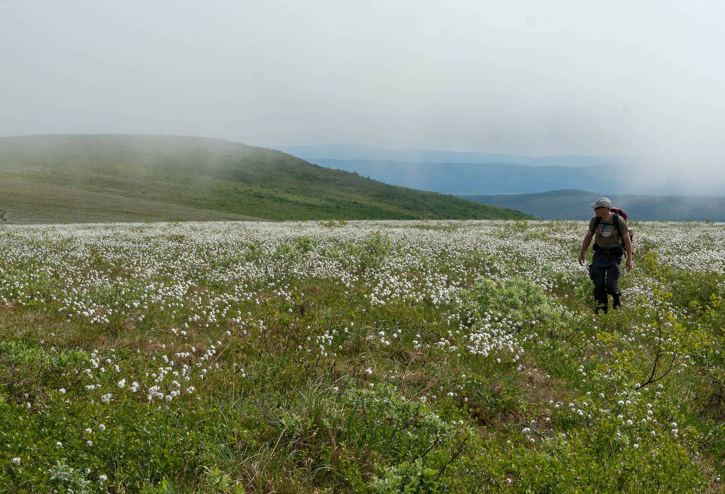 Alaska cotton refers to several species of cotton grass that grow in Alaska’s boggy areas