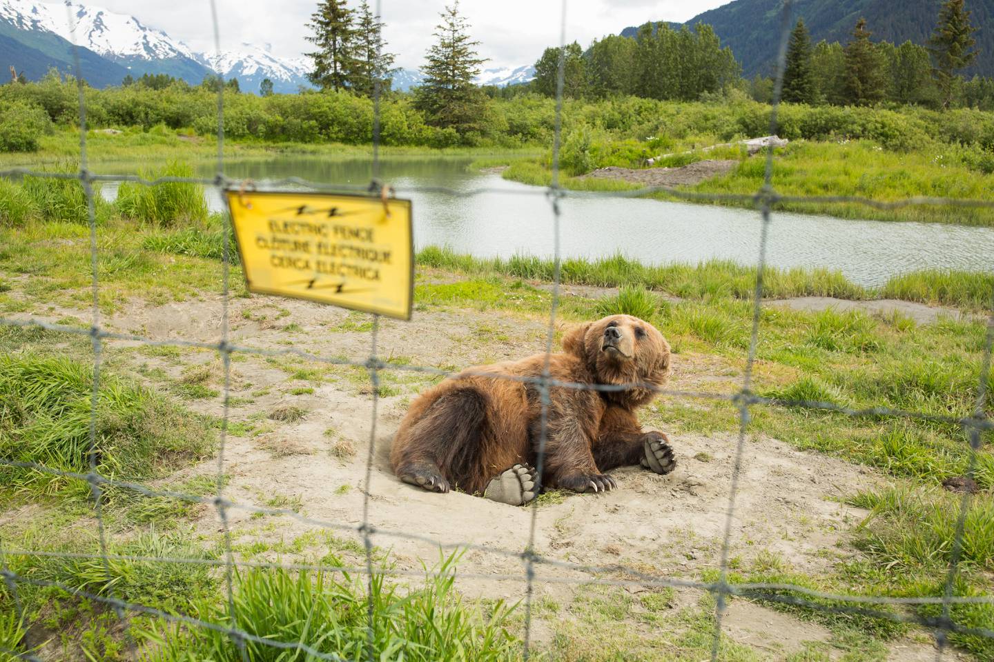 alaska wildlife conservation center, bear, Brown bear, grizzly,