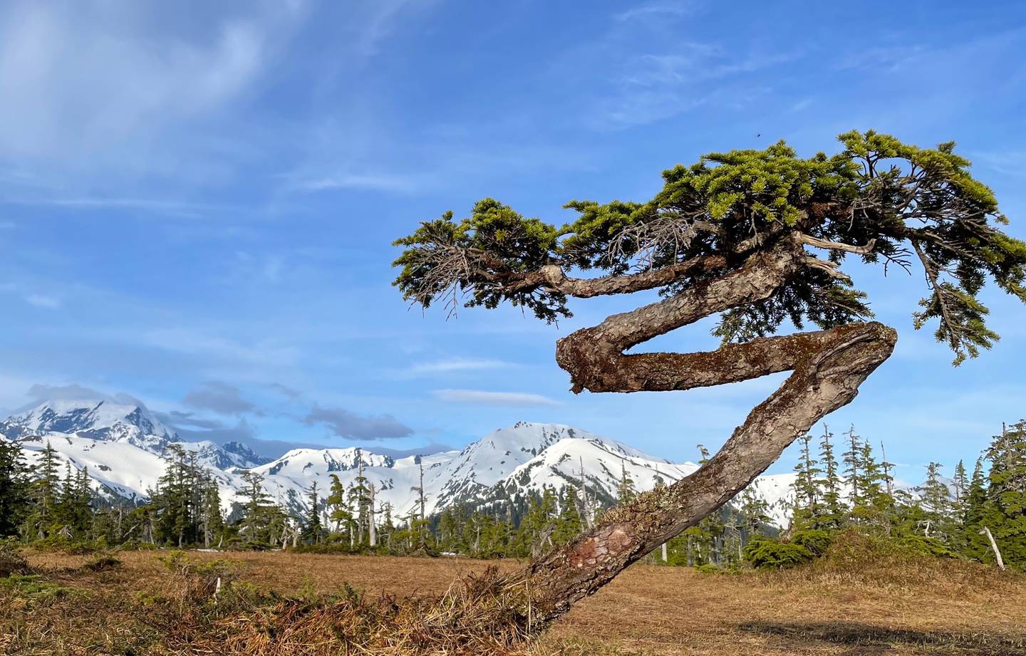A bonsai mountain hemlock tree