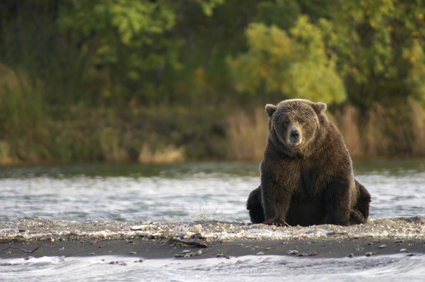 Bear Katmai Brooks River