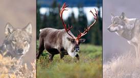 National Park Service assault on Alaska hunters mustn't stand