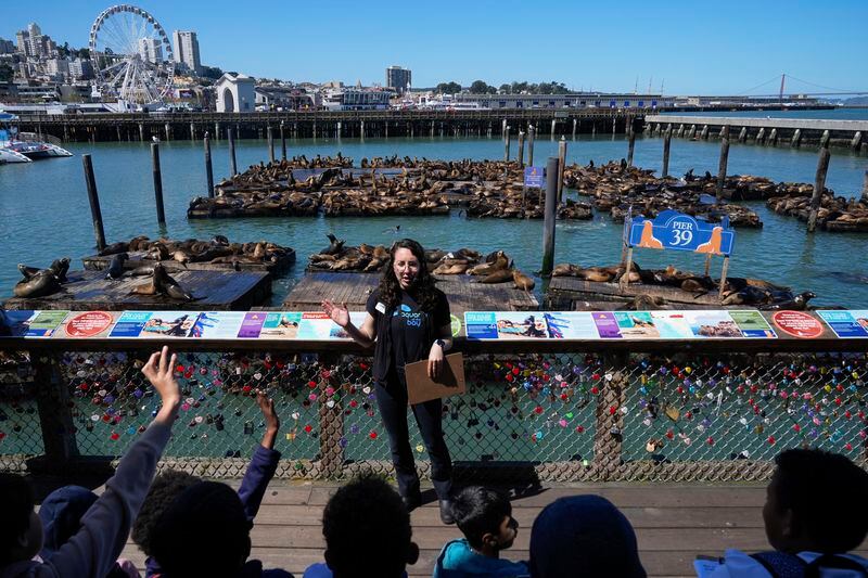 Sage Cowit, an educator with Aquarium of the Bay, talks to fourth graders about sea lions at Pier 39, Thursday, May 2, 2024, in San Francisco. (AP Photo/Godofredo A. Vásquez)